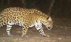 Trail camera image of a Jaguar at night in El Pantanoso.
