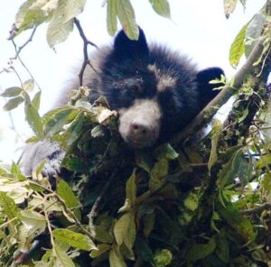 Spectacled Bear in Cerro Candelaria Reserve, Ecuador. Credit Lou Jost