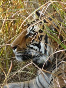 Bengal Tiger, close up.