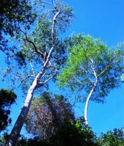 Trees in San Rafael.