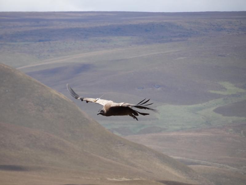 A juvenile Andean Condor in flight, wearing a satellite transmitter.