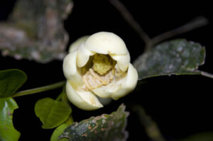 Opening flower of Magnolia vargasiana ined.