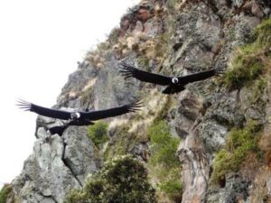 Andean Condors in Antisanilla.