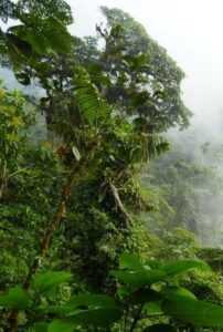 Chocó rainforest. © Fundación ProAves.