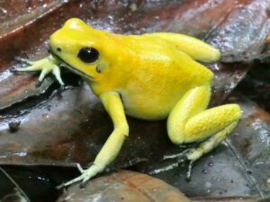 Golden Poison Frog in the Chocó forest of Colombia.