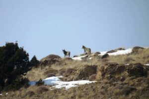 Grey Wolves in Caucasus Mountains, Armenia. © FPWC.