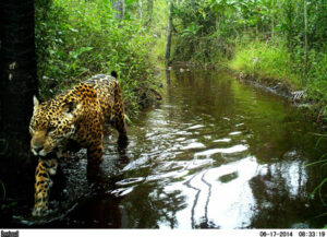 Trail camera image of a Jaguar in the Chaco-Pantanal.