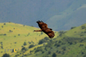 A Buzzard soars over the Caucasus Wildlife Refuge, Armenia. Credit Manuk Manukyan (FPWC)