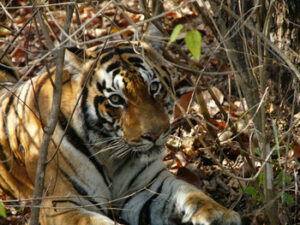 Bengal Tiger in undergrowth.