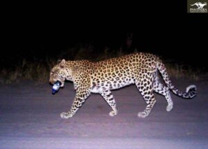 Leopard with a water bottle