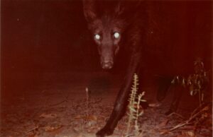 Trail camera image of a black Maned Wolf in the dark.