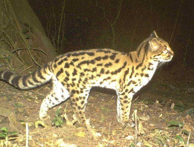 Margay Camera Trap.