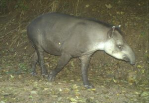 Trail camera image of a Tapir in El Pantanoso.