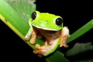 Black-eyed Tree Frog.