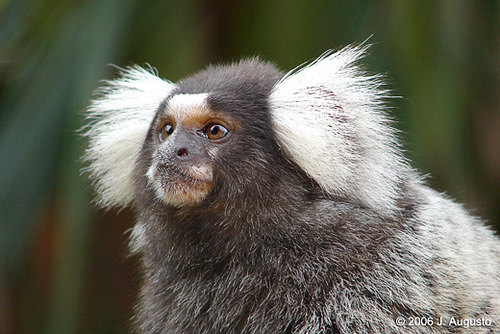 common-marmoset