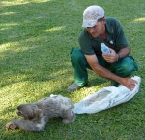 Ranger Adelei releasing a sloth at REGUA.