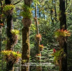 Bromeliads cling to trees in Sierra Gorda.