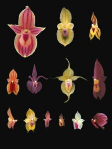 Images of orchids.