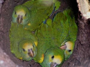 Yellow-shouldered parrot chicks.