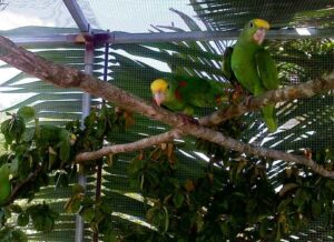 Yellow-headed Parrots in flight cage.