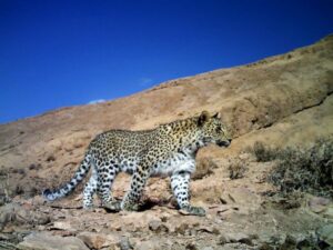Caucasian Leopard.