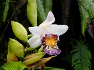 Sobralia luerorum, a spectacular orchid.