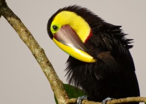 Chestnut-Mandibled toucan.
