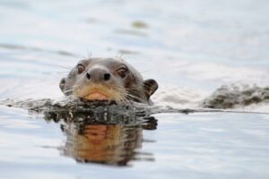 Giant Brazilian Otter swimming
