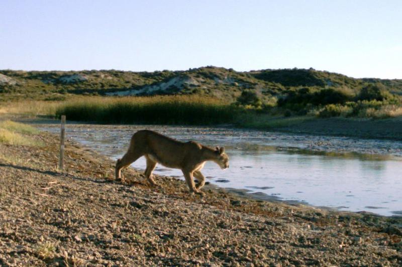 Puma at waters edge, La Esperanza