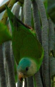 grey-cheeked-parakeet