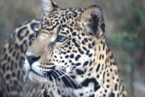 Close up of Jaguar.