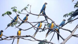 Blue-throated Macaws.