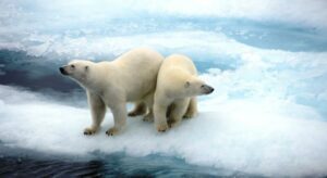 Two Polar Bears on an ice sheet.
