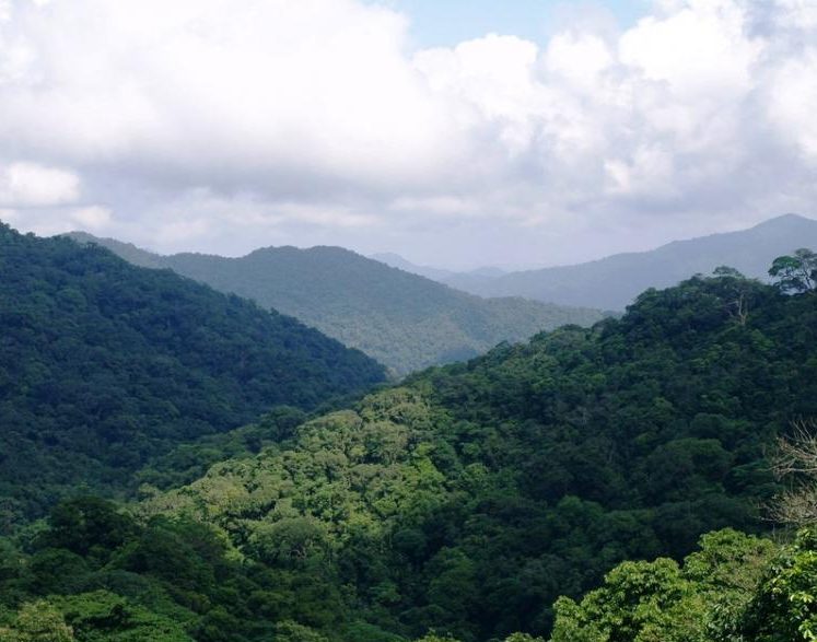 Khe Nuoc Trong forest, Vietnam