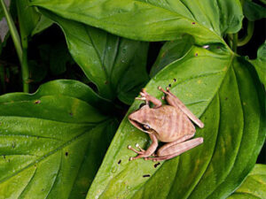 Basin Tree Frog (Hypsiboas lanciformis).