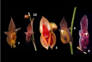Images of five orchids.