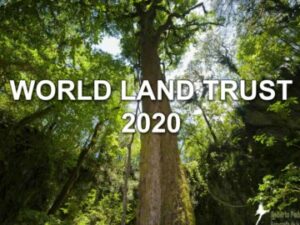 Front cover of WLT 2020 with a background image of a forest tree photographed from below looking up into the canopy.