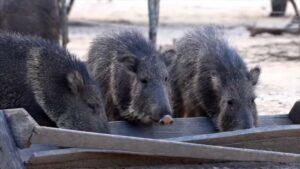 Chacoan Peccary feed from a trouch in captivity.