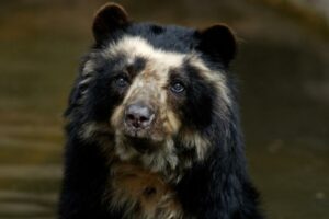 Spectacled Bear.