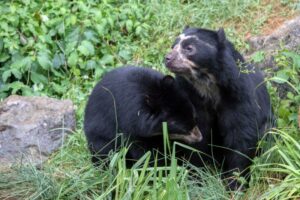 Spectacled Bears.