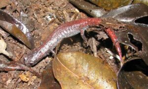 Finca Chiblac Salamander (Bradytriton silus).