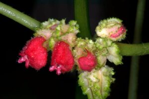 gesneriaceae-flower