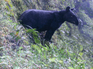 Mountain Tapir.