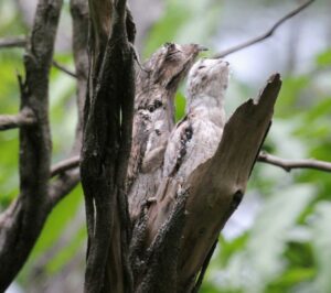 Common Potoo mother and chick.