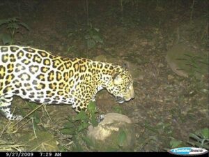 Image of Jaguar from camera-trap study carried out in El Pantanoso.