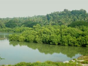 Mangroves in the Thalassery river basin, Kannur, Kerala, India. Credit: Ks.mini, WikiMedia