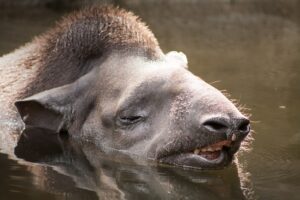 Lowland tapir swimming