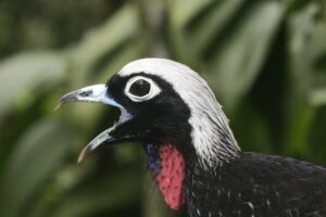 Black-fronted Piping Guan