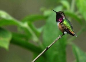Bumblebee hummingbird