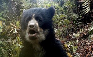 Harry potter Andean bear